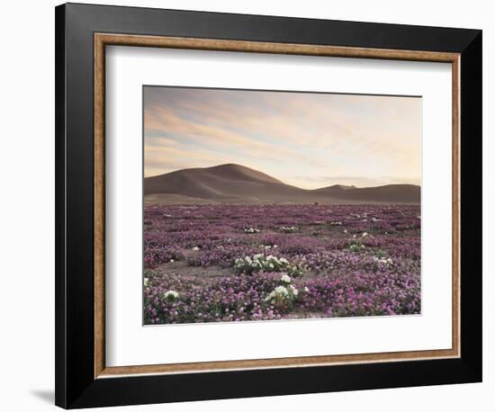 California, Wildflowers on the Dumont Dunes in the Mojave Desert-Christopher Talbot Frank-Framed Photographic Print