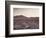 California, Wildflowers on the Dumont Dunes in the Mojave Desert-Christopher Talbot Frank-Framed Photographic Print