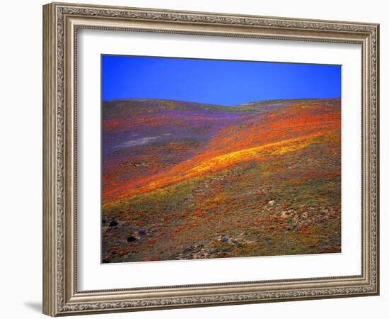 California Wildflowers-Jody Miller-Framed Photographic Print