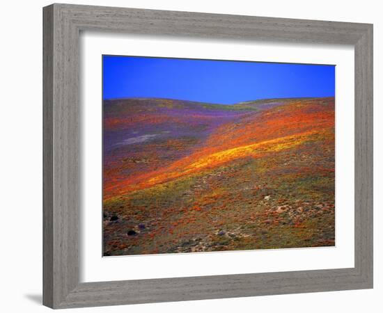 California Wildflowers-Jody Miller-Framed Photographic Print