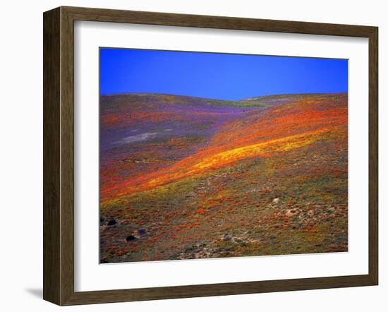 California Wildflowers-Jody Miller-Framed Photographic Print