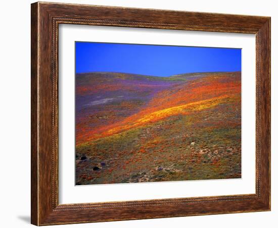 California Wildflowers-Jody Miller-Framed Photographic Print