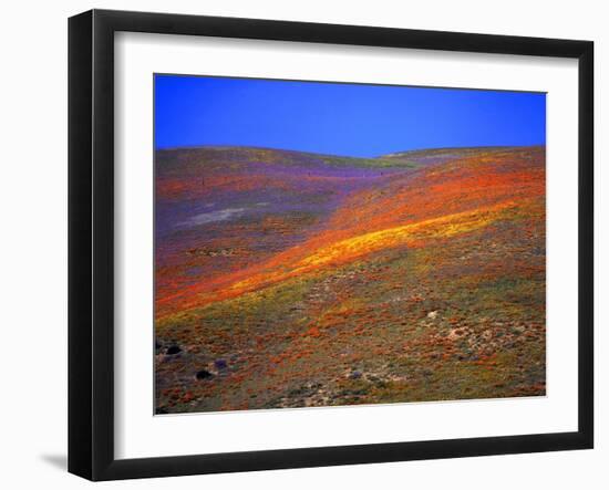 California Wildflowers-Jody Miller-Framed Photographic Print