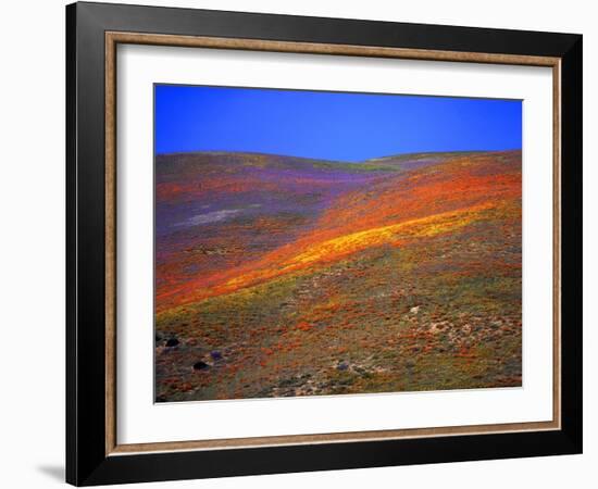 California Wildflowers-Jody Miller-Framed Photographic Print