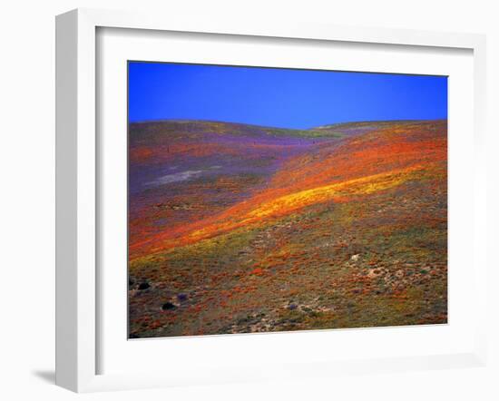 California Wildflowers-Jody Miller-Framed Photographic Print