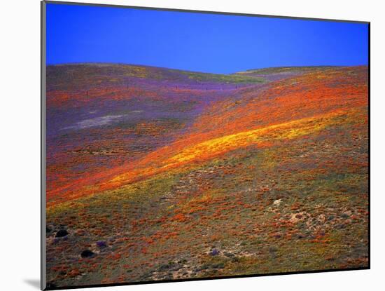 California Wildflowers-Jody Miller-Mounted Photographic Print