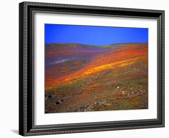 California Wildflowers-Jody Miller-Framed Photographic Print