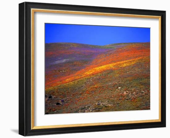 California Wildflowers-Jody Miller-Framed Photographic Print