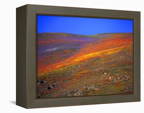 California Wildflowers-Jody Miller-Framed Premier Image Canvas