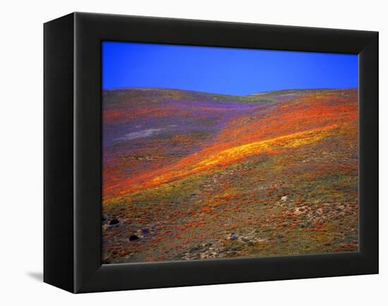 California Wildflowers-Jody Miller-Framed Premier Image Canvas