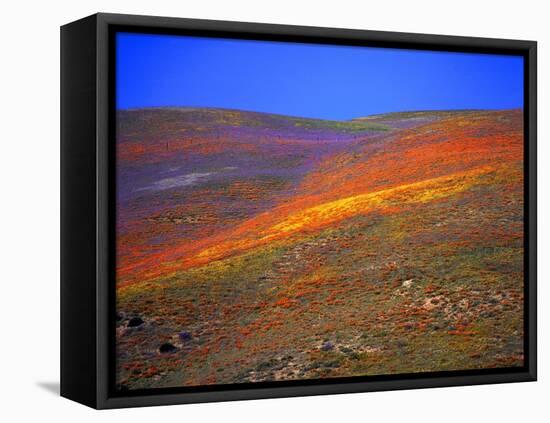 California Wildflowers-Jody Miller-Framed Premier Image Canvas