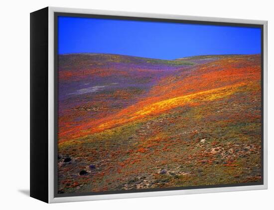 California Wildflowers-Jody Miller-Framed Premier Image Canvas