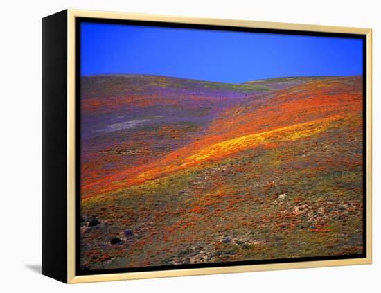 California Wildflowers-Jody Miller-Framed Premier Image Canvas