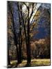 California, Yosemite National Park. Backlit Black Oak Trees in El Cap Meadow-Jaynes Gallery-Mounted Photographic Print