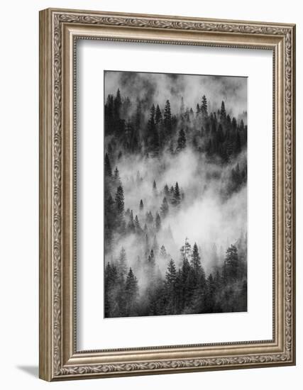 California. Yosemite National Park. Black and White Image of Pine Forests with Swirling Mist-Judith Zimmerman-Framed Photographic Print
