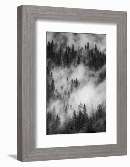 California. Yosemite National Park. Black and White Image of Pine Forests with Swirling Mist-Judith Zimmerman-Framed Photographic Print