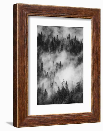 California. Yosemite National Park. Black and White Image of Pine Forests with Swirling Mist-Judith Zimmerman-Framed Photographic Print