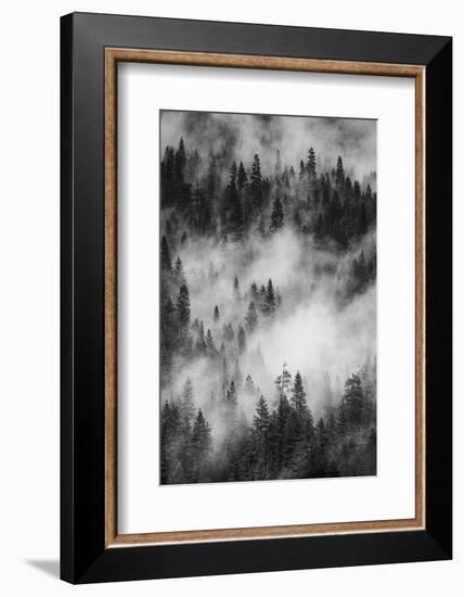 California. Yosemite National Park. Black and White Image of Pine Forests with Swirling Mist-Judith Zimmerman-Framed Photographic Print