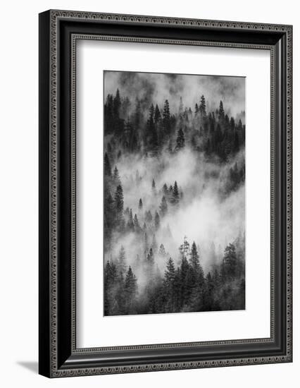 California. Yosemite National Park. Black and White Image of Pine Forests with Swirling Mist-Judith Zimmerman-Framed Photographic Print