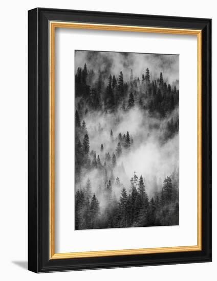 California. Yosemite National Park. Black and White Image of Pine Forests with Swirling Mist-Judith Zimmerman-Framed Photographic Print