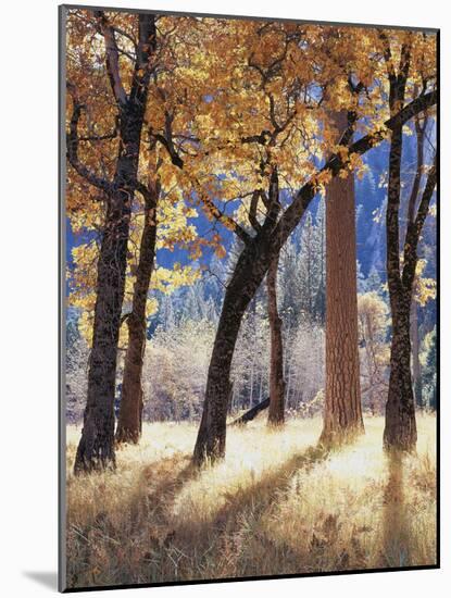 California, Yosemite National Park, California Black Oak Trees in a Meadow-Christopher Talbot Frank-Mounted Photographic Print