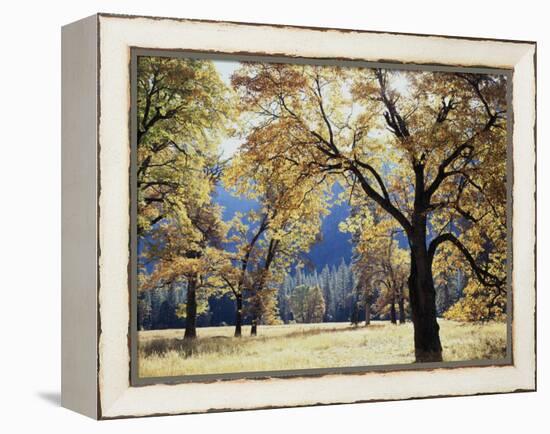 California, Yosemite National Park, California Black Oak Trees in a Meadow-Christopher Talbot Frank-Framed Premier Image Canvas