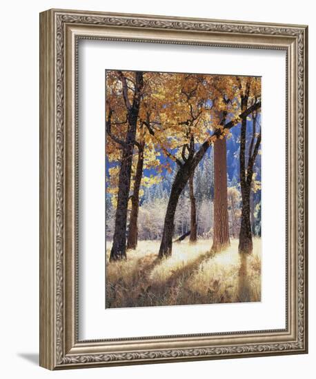 California, Yosemite National Park, California Black Oak Trees in a Meadow-Christopher Talbot Frank-Framed Photographic Print