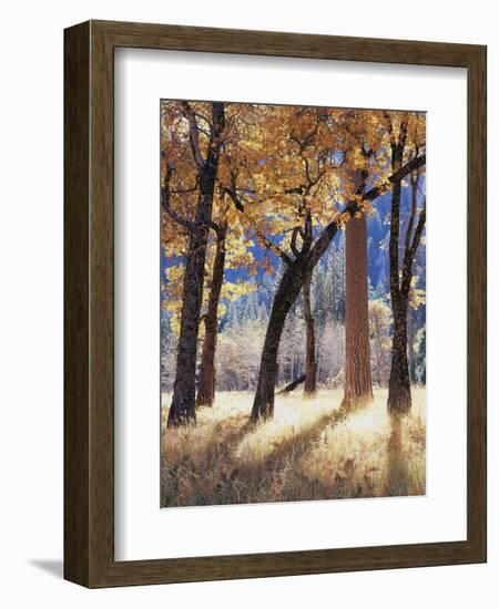 California, Yosemite National Park, California Black Oak Trees in a Meadow-Christopher Talbot Frank-Framed Photographic Print