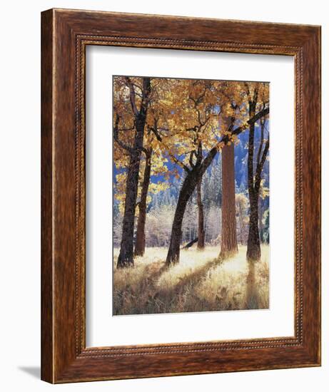 California, Yosemite National Park, California Black Oak Trees in a Meadow-Christopher Talbot Frank-Framed Photographic Print