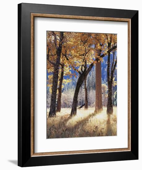 California, Yosemite National Park, California Black Oak Trees in a Meadow-Christopher Talbot Frank-Framed Photographic Print