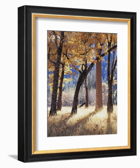 California, Yosemite National Park, California Black Oak Trees in a Meadow-Christopher Talbot Frank-Framed Photographic Print