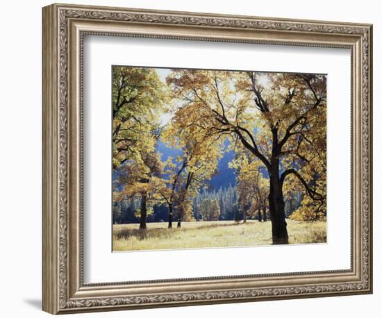 California, Yosemite National Park, California Black Oak Trees in a Meadow-Christopher Talbot Frank-Framed Photographic Print