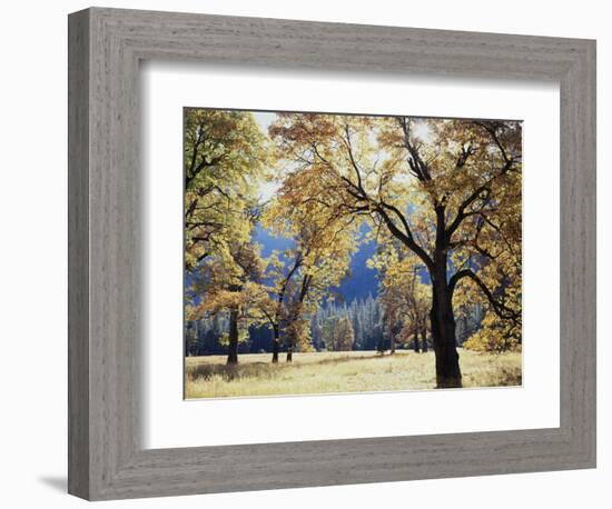 California, Yosemite National Park, California Black Oak Trees in a Meadow-Christopher Talbot Frank-Framed Photographic Print