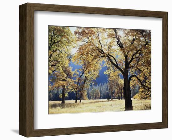 California, Yosemite National Park, California Black Oak Trees in a Meadow-Christopher Talbot Frank-Framed Photographic Print