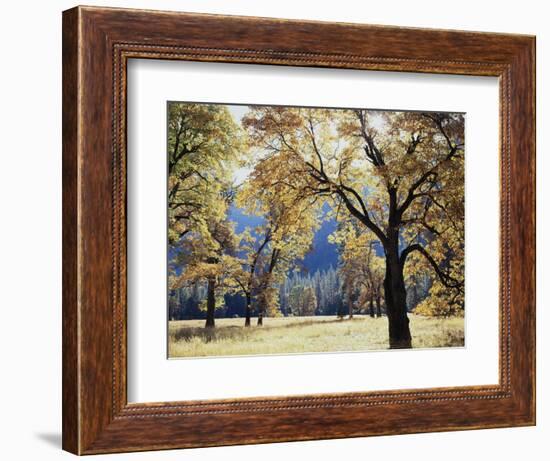 California, Yosemite National Park, California Black Oak Trees in a Meadow-Christopher Talbot Frank-Framed Photographic Print