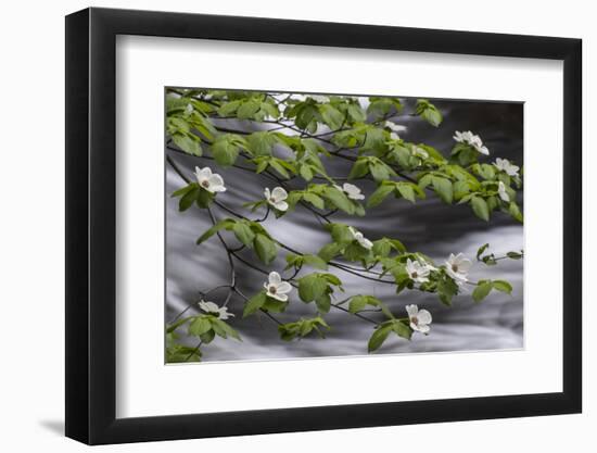 California. Yosemite National Park. Dogwood Along the Merced River, Yosemite National Park-Judith Zimmerman-Framed Photographic Print