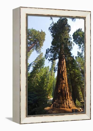 California, Yosemite National Park, Mariposa Grove of Giant Sequoia, the Colombia-Bernard Friel-Framed Premier Image Canvas