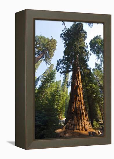 California, Yosemite National Park, Mariposa Grove of Giant Sequoia, the Colombia-Bernard Friel-Framed Premier Image Canvas