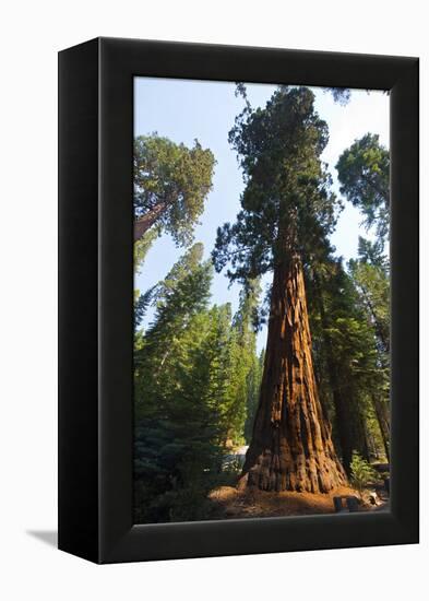 California, Yosemite National Park, Mariposa Grove of Giant Sequoia, the Colombia-Bernard Friel-Framed Premier Image Canvas