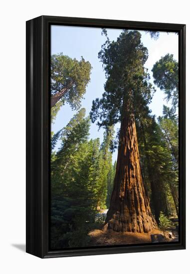 California, Yosemite National Park, Mariposa Grove of Giant Sequoia, the Colombia-Bernard Friel-Framed Premier Image Canvas