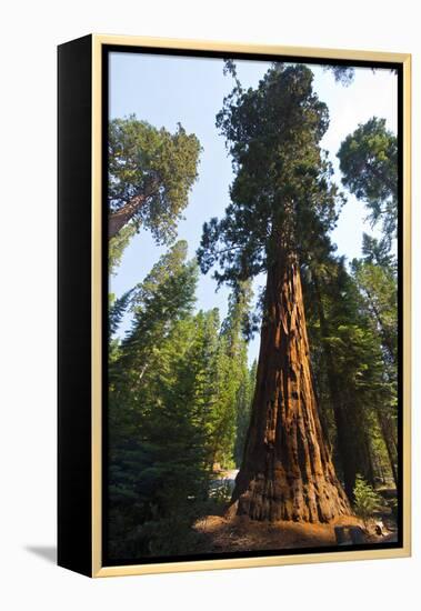 California, Yosemite National Park, Mariposa Grove of Giant Sequoia, the Colombia-Bernard Friel-Framed Premier Image Canvas