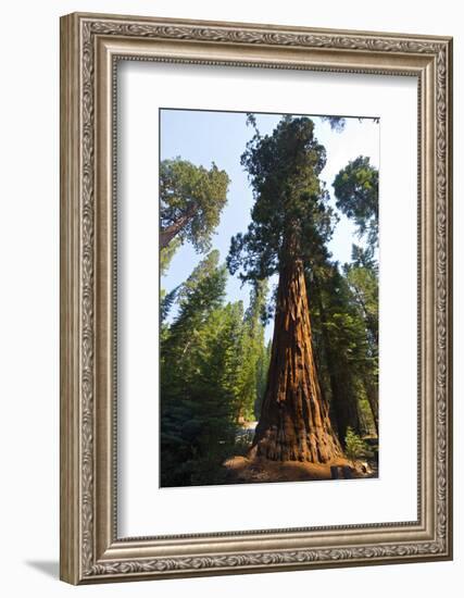 California, Yosemite National Park, Mariposa Grove of Giant Sequoia, the Colombia-Bernard Friel-Framed Photographic Print