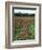 California, Yosemite NP, Indian Paintbrush in Tuolumne Meadows-Christopher Talbot Frank-Framed Photographic Print