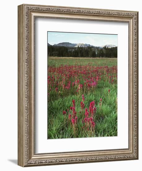 California, Yosemite NP, Indian Paintbrush in Tuolumne Meadows-Christopher Talbot Frank-Framed Photographic Print