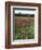 California, Yosemite NP, Indian Paintbrush in Tuolumne Meadows-Christopher Talbot Frank-Framed Photographic Print