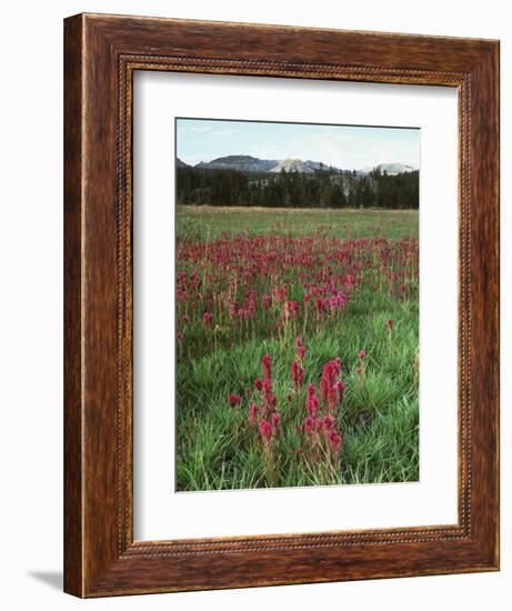 California, Yosemite NP, Indian Paintbrush in Tuolumne Meadows-Christopher Talbot Frank-Framed Photographic Print