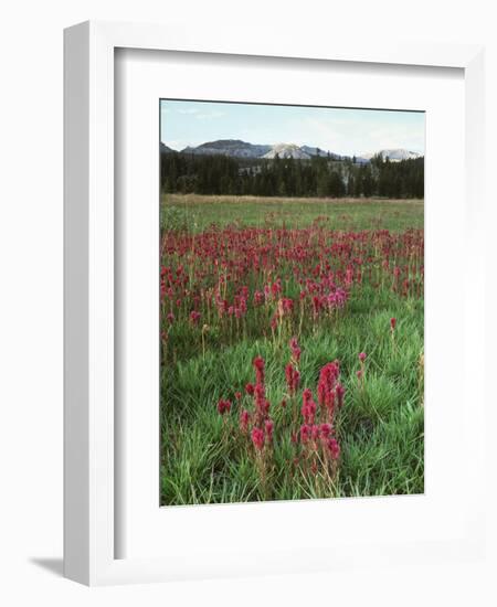 California, Yosemite NP, Indian Paintbrush in Tuolumne Meadows-Christopher Talbot Frank-Framed Photographic Print