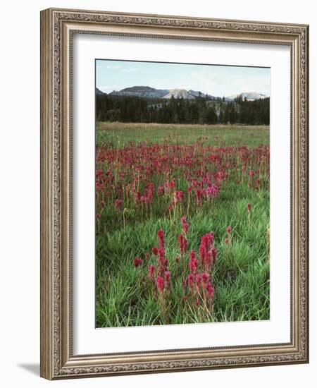 California, Yosemite NP, Indian Paintbrush in Tuolumne Meadows-Christopher Talbot Frank-Framed Photographic Print