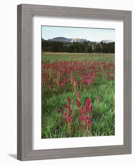 California, Yosemite NP, Indian Paintbrush in Tuolumne Meadows-Christopher Talbot Frank-Framed Photographic Print