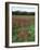 California, Yosemite NP, Indian Paintbrush in Tuolumne Meadows-Christopher Talbot Frank-Framed Photographic Print